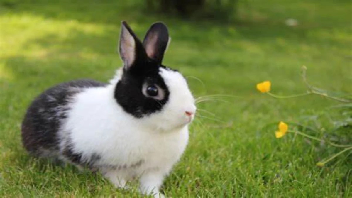 How long can rabbits live as pets? Understand everything about it