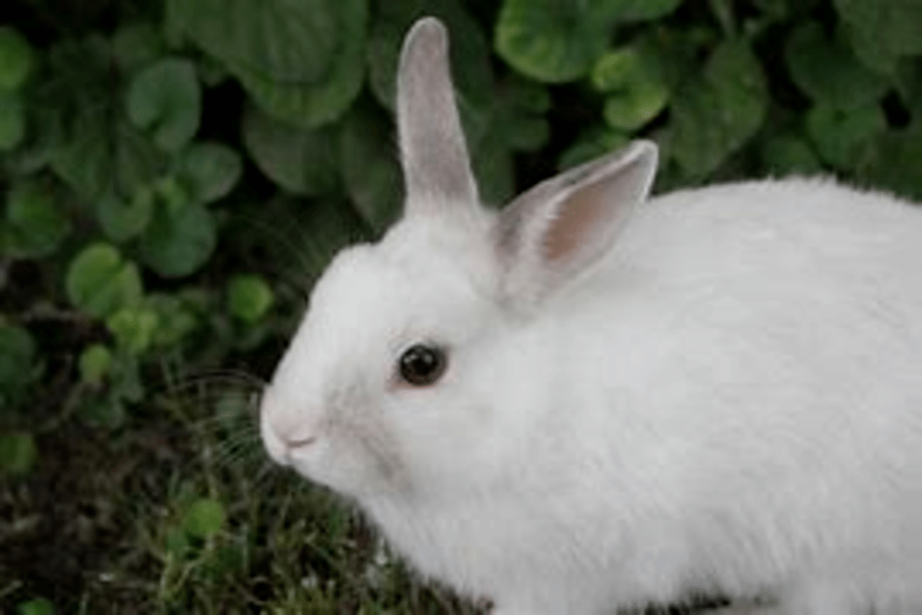 How long does a rabbit live as a pet?