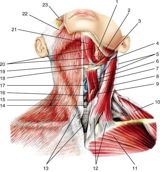 Фасции и мышцы шеи (рис из учебника)
