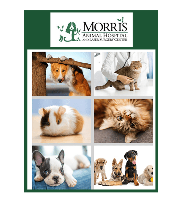 morris animal hospital south bend about making hard
