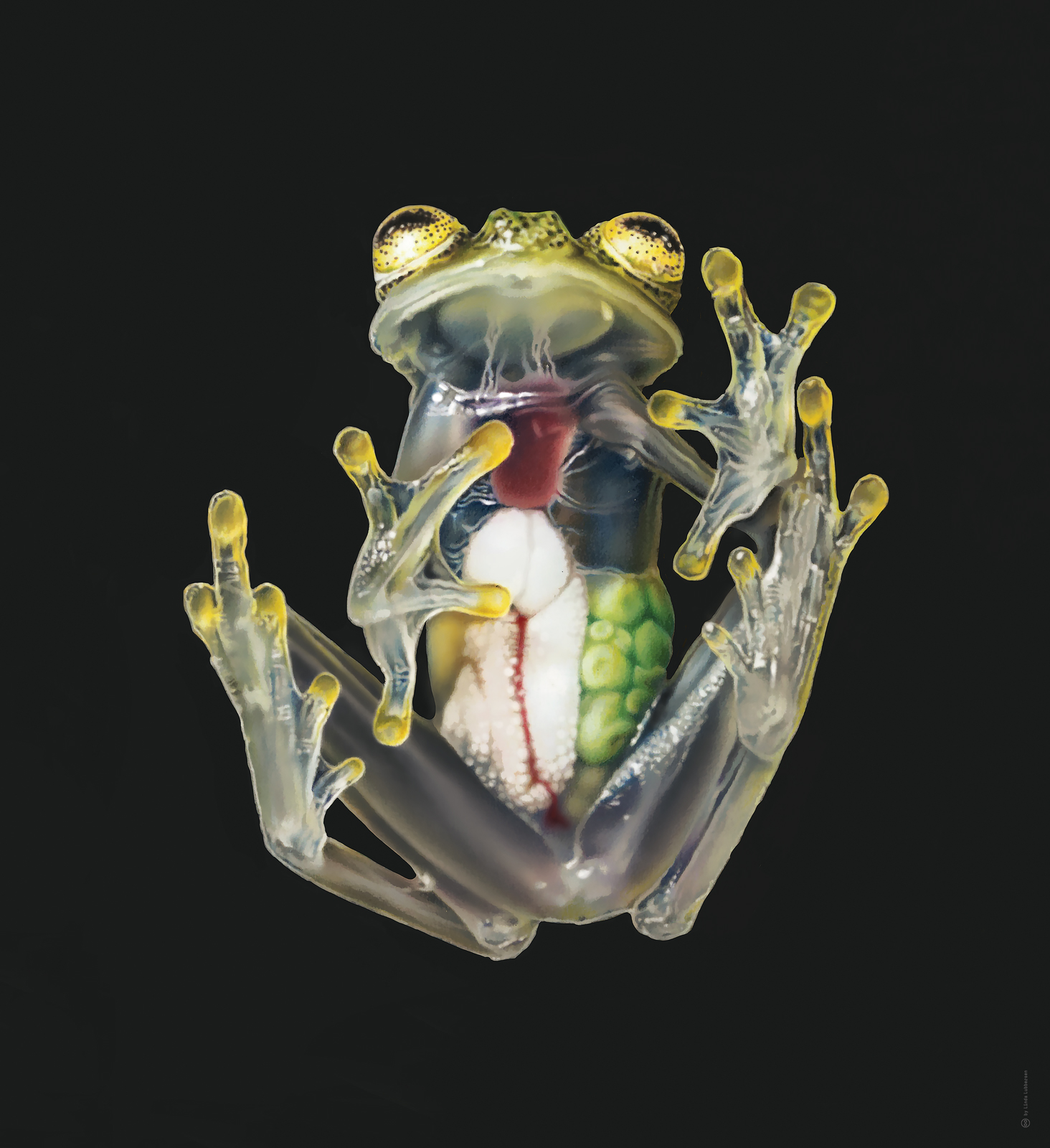 Glass_frog Studio Lindalu Illustrations that convey information and