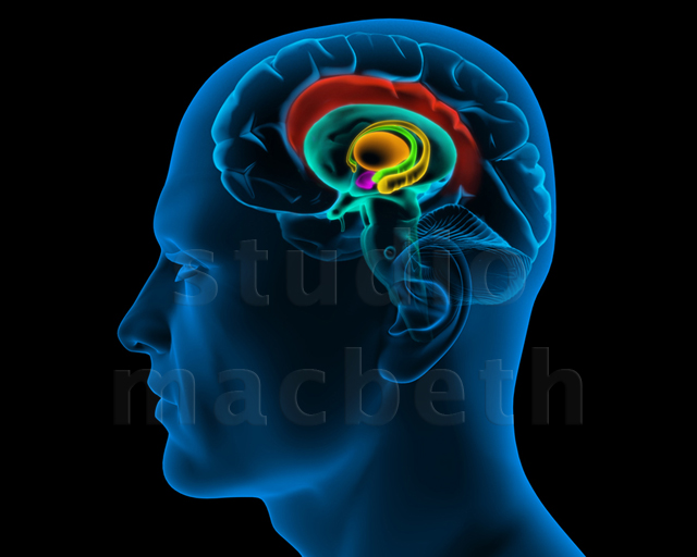 brain section StudioMacbeth