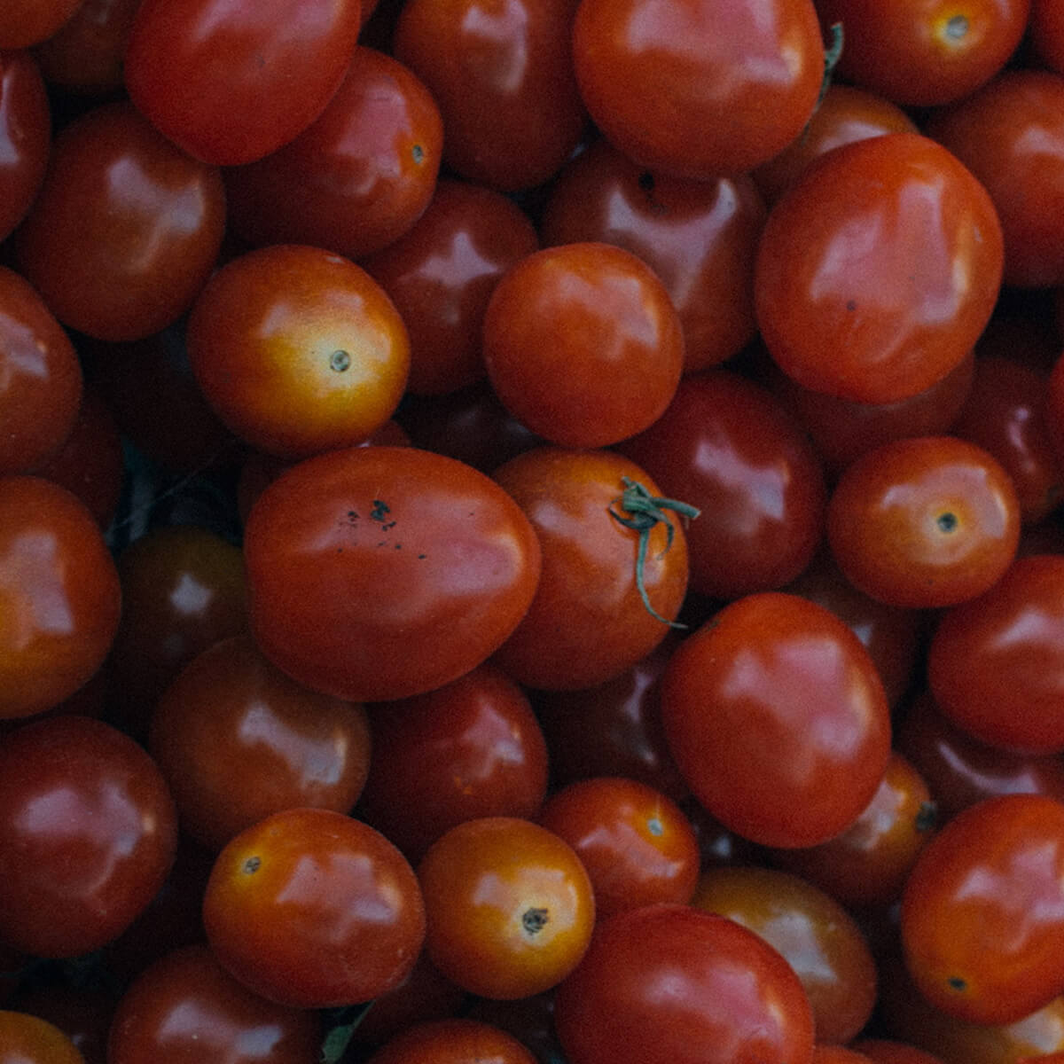 Canopy Foods Studio Simpatico