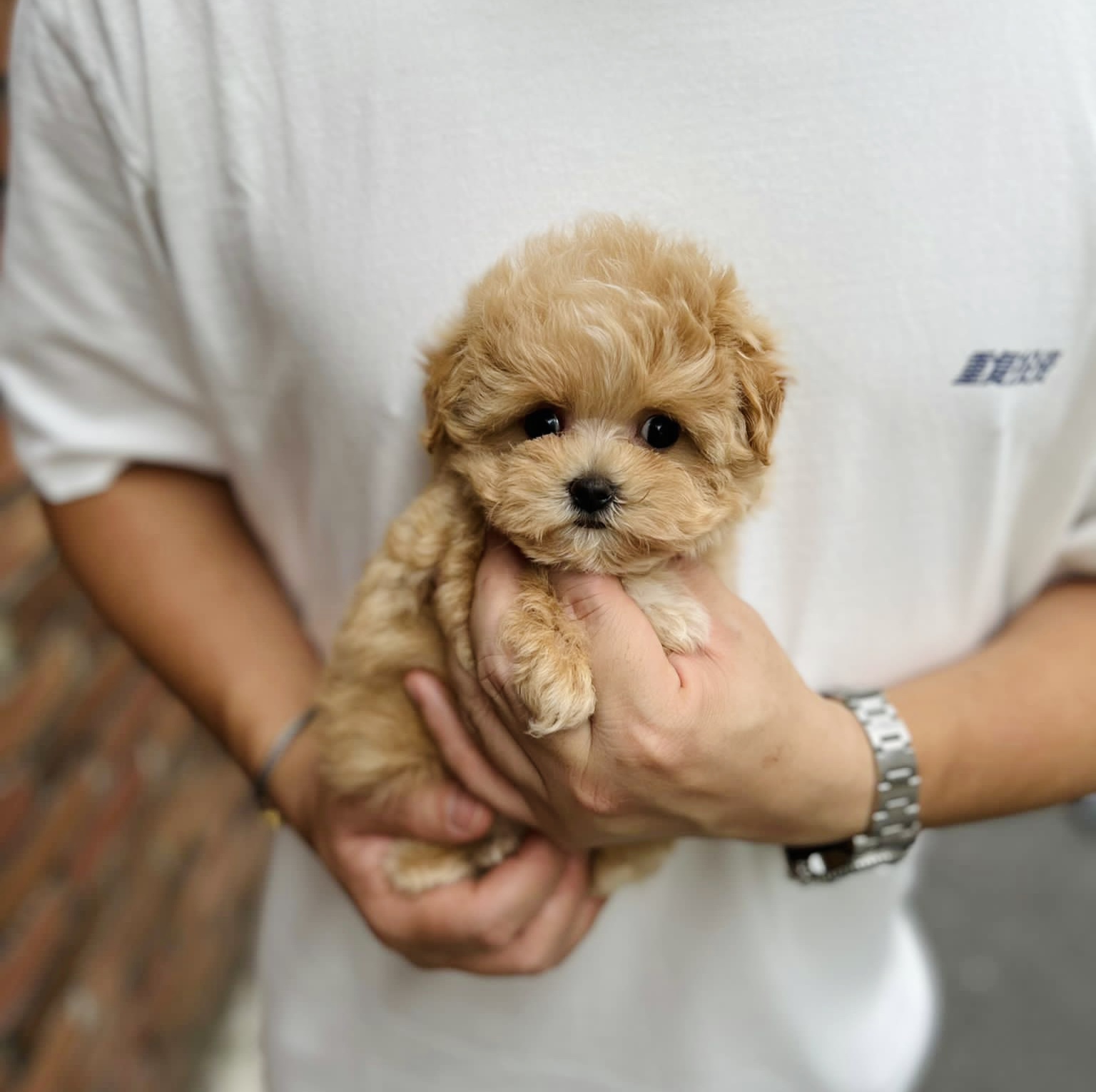 Daisy Studio Teacup Puppies