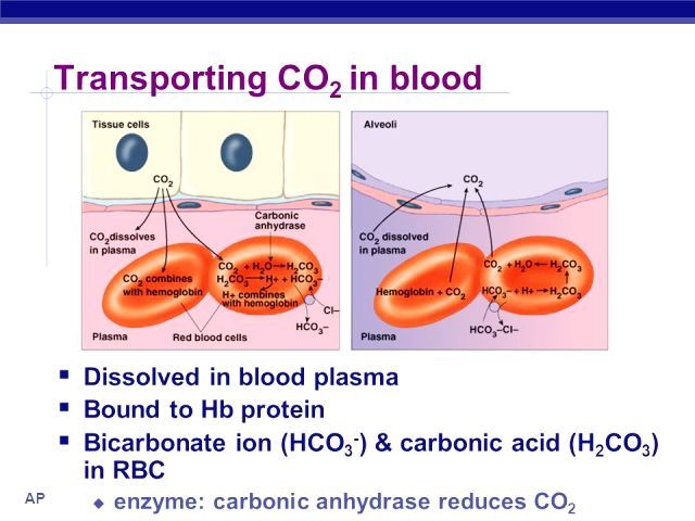 Carbonic Acid Important Uses & Applications StudiousGuy