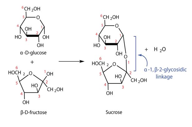 Carbohydrates Structure & Classification StudiousGuy