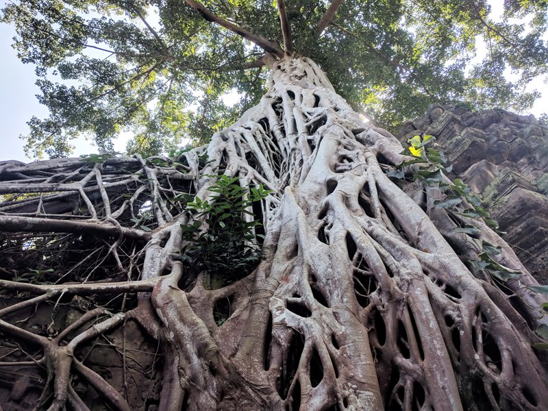 Neem Tree Root System StudiousGuy