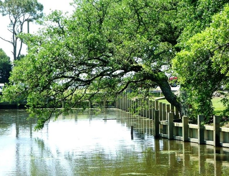 Oak Tree Root System StudiousGuy