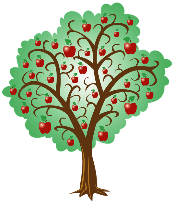 Apple Tree Root System