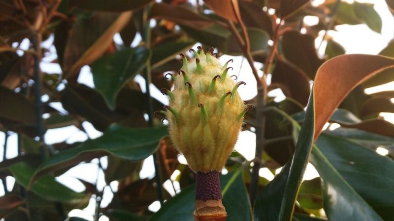 Little Gem Magnolia Root System StudiousGuy