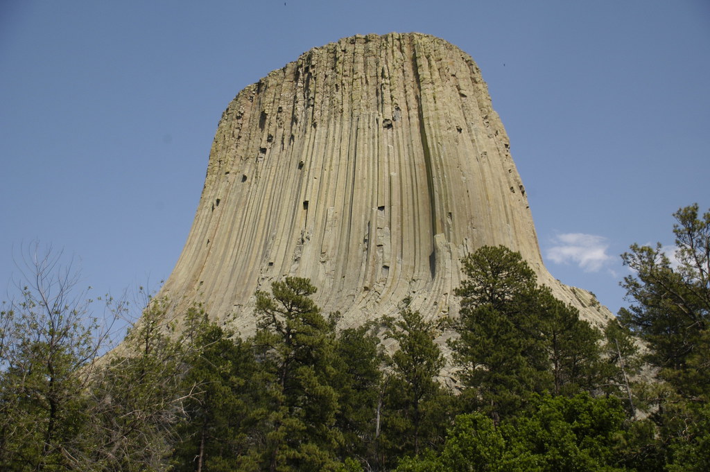 Devils Tower Root System StudiousGuy