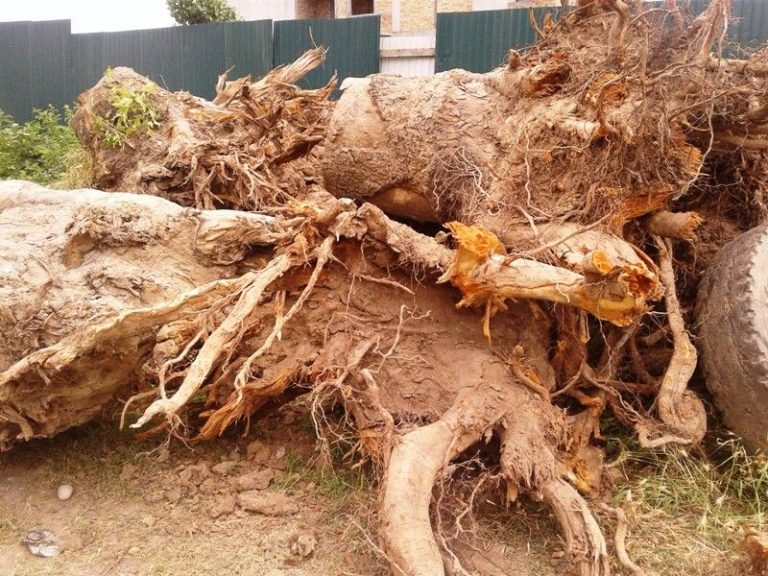 Poplar Tree Root System StudiousGuy
