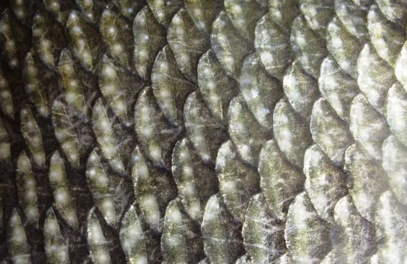 Osteichthyes Definition, Characteristics, Examples StudiousGuy