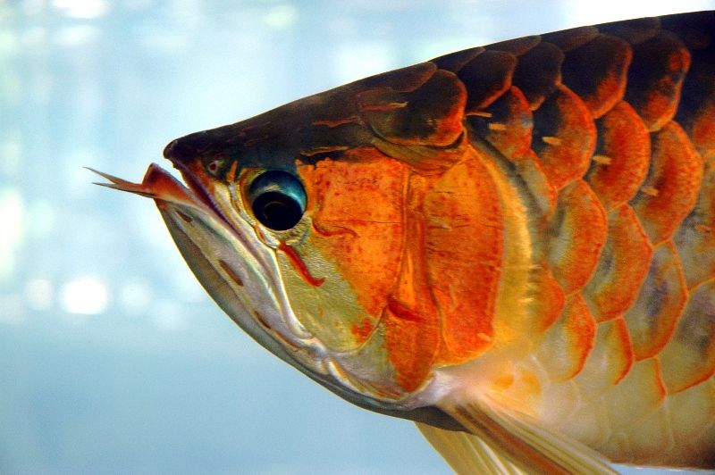 Osteichthyes Definition, Characteristics, Examples StudiousGuy