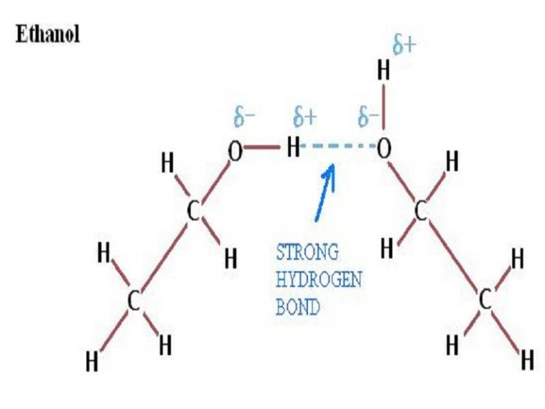 9 Hydrogen Bond Examples in Real Life StudiousGuy
