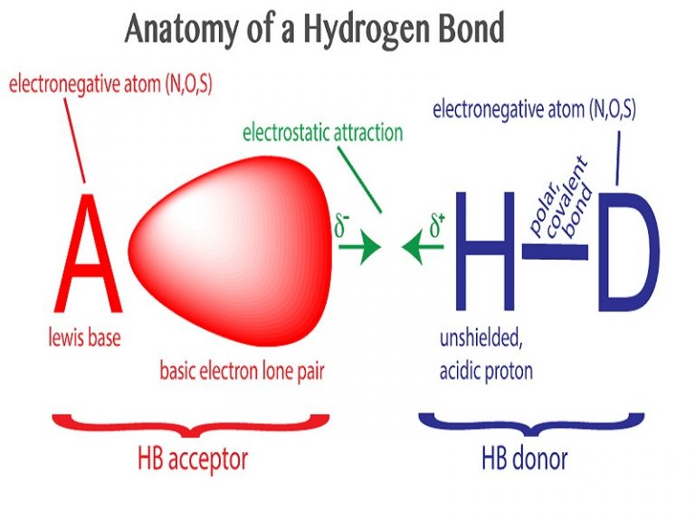 9 Hydrogen Bond Examples in Real Life StudiousGuy