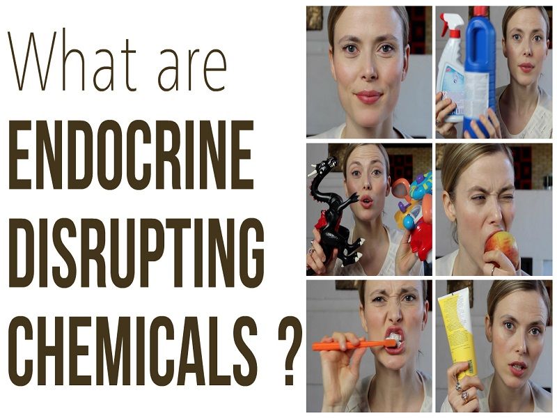 9 Endocrine Disruptor Examples StudiousGuy
