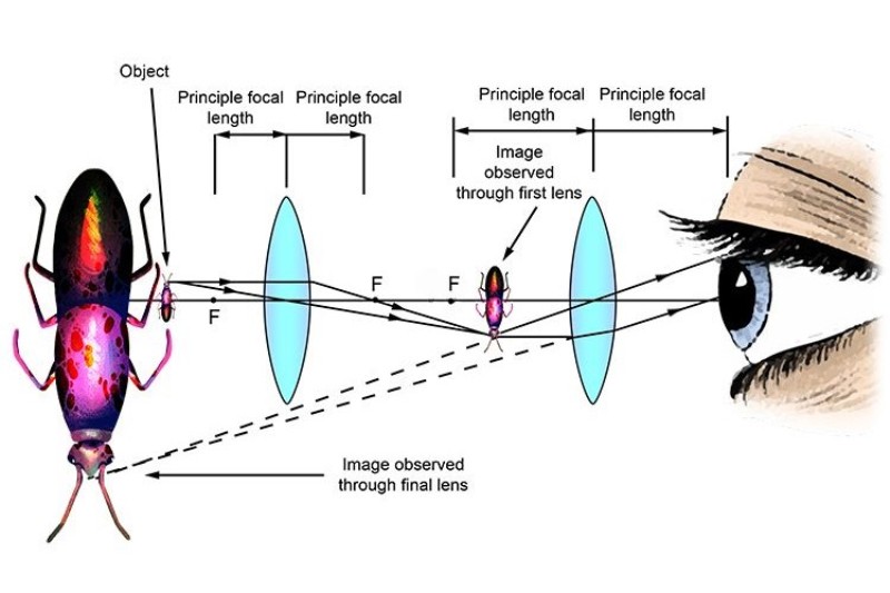 8 Examples of Convex Lens Uses in Daily Life StudiousGuy