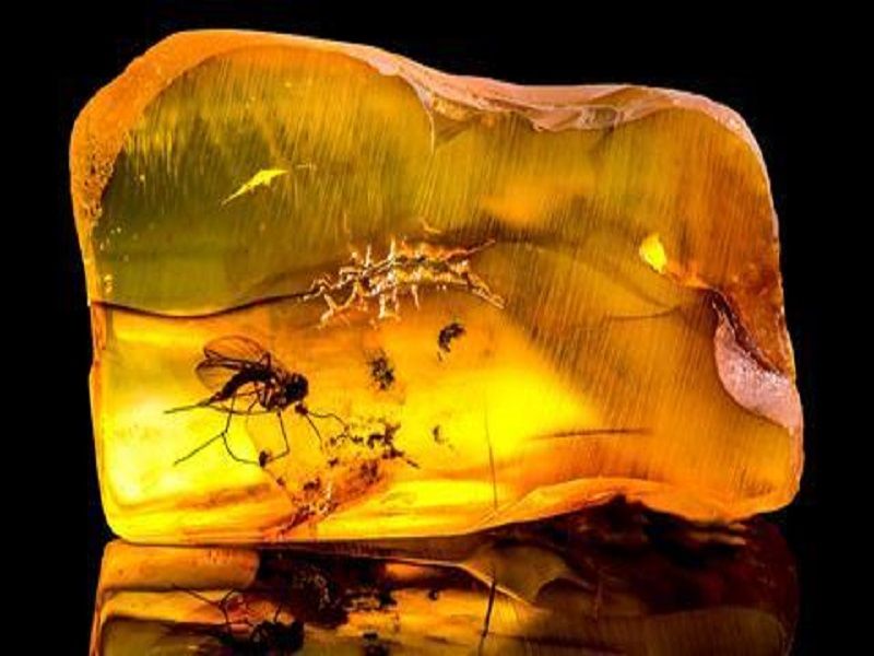 Natural Polymers Examples & Uses StudiousGuy