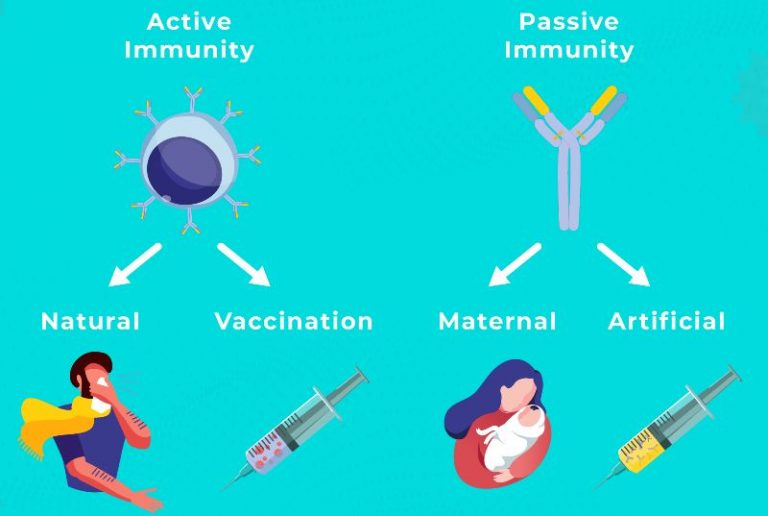 Immunity Definition, Types, and Examples StudiousGuy
