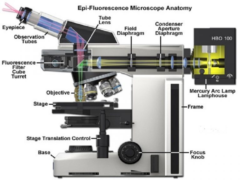 Fluorescence Microscope Working Principle StudiousGuy