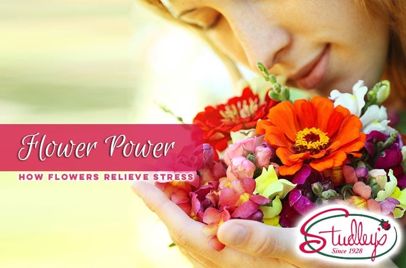 Flower Power How Flowers Relieve Stress Studley's Flower Gardens