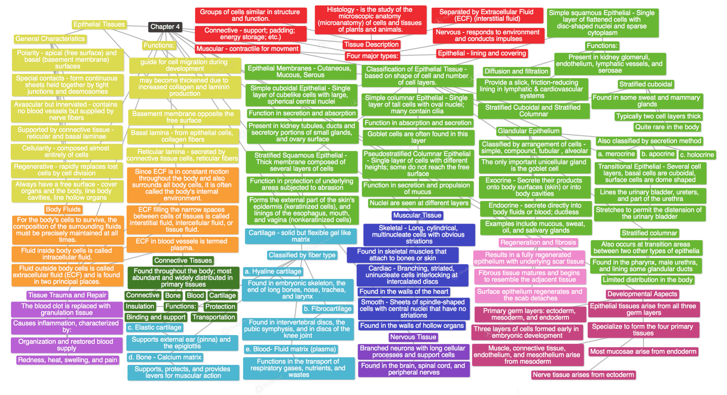 Bestseller Chapter 5 The Integumentary System Concept Map