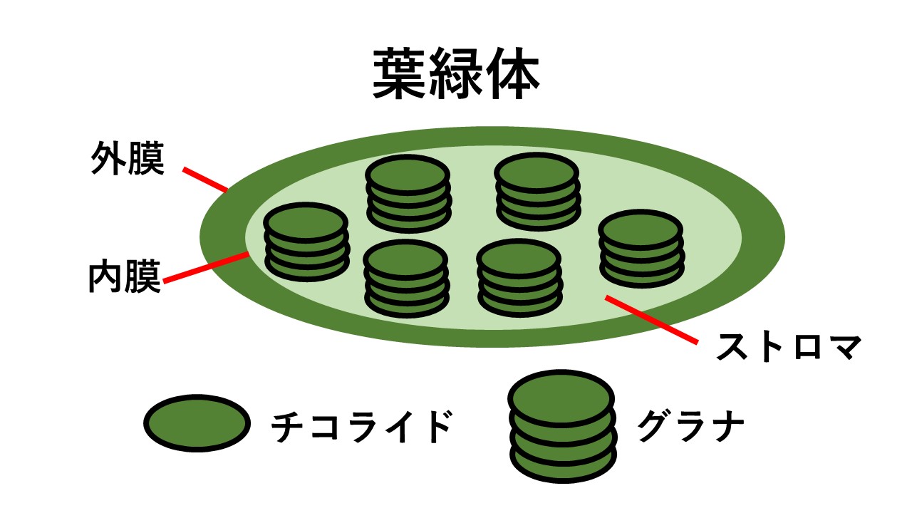 5分でわかる葉のつくりとその働き！植物の器官について科学館職員がわかりやすく解説 StudyZ ドラゴン桜と