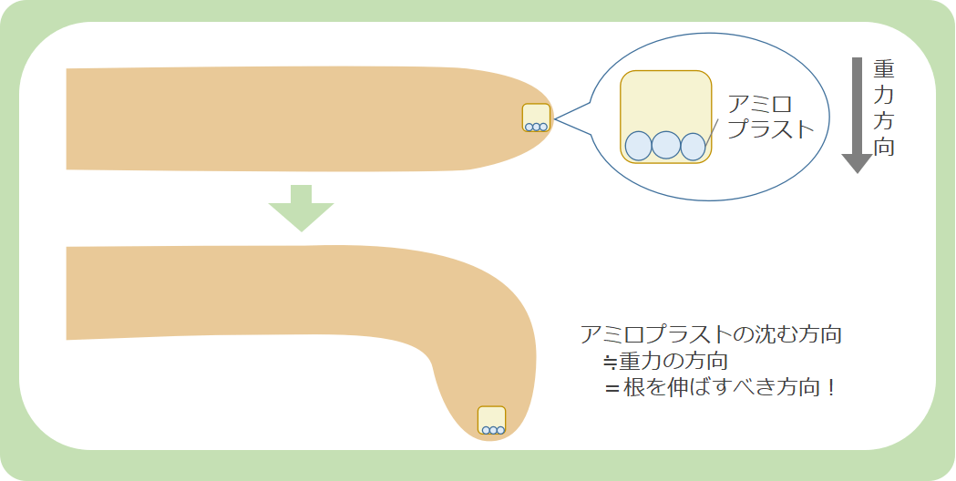 細胞小器官のひとつ「アミロプラスト」とは？重力にも関係あり？現役講師がかんたん解説！ ページ 4 / 4