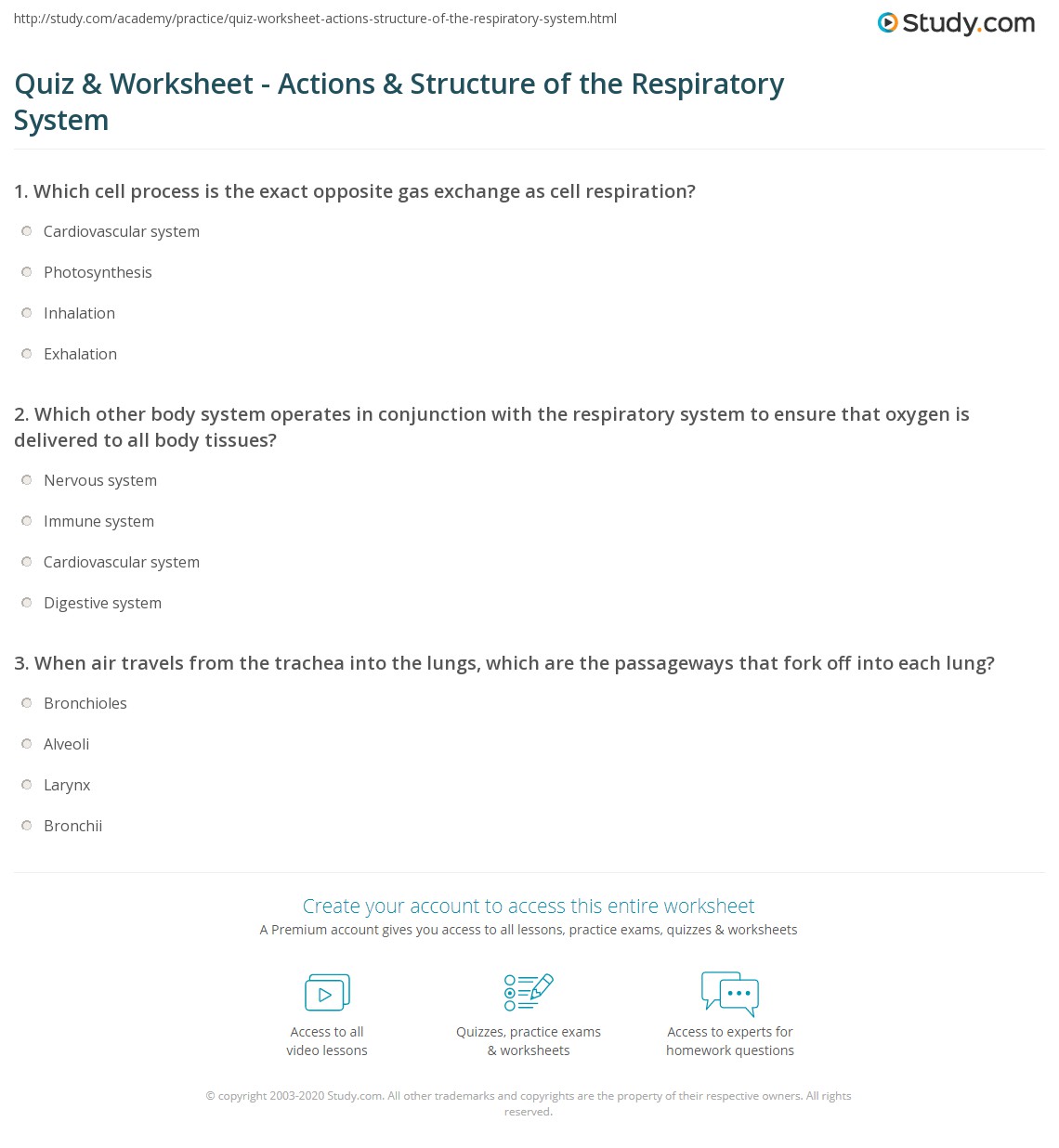 Quiz & Worksheet Actions & Structure of the Respiratory System