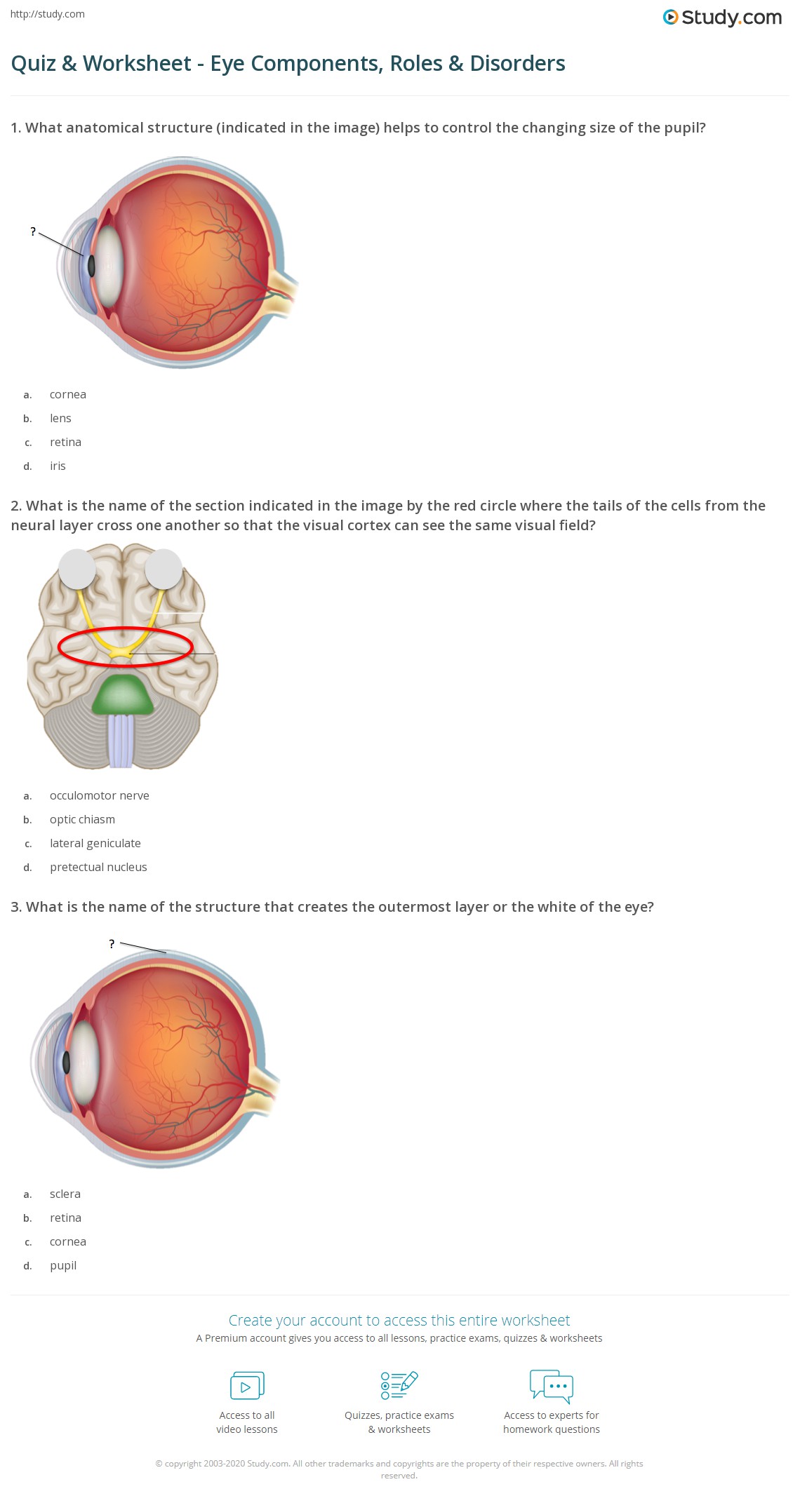 Quiz & Worksheet Eye Components, Roles & Disorders