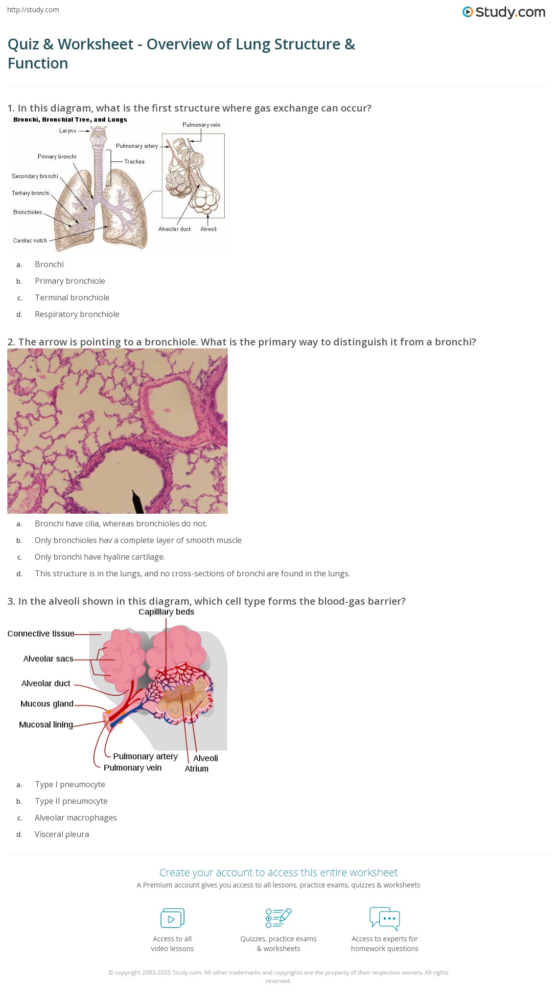 Quiz & Worksheet Overview of Lung Structure & Function