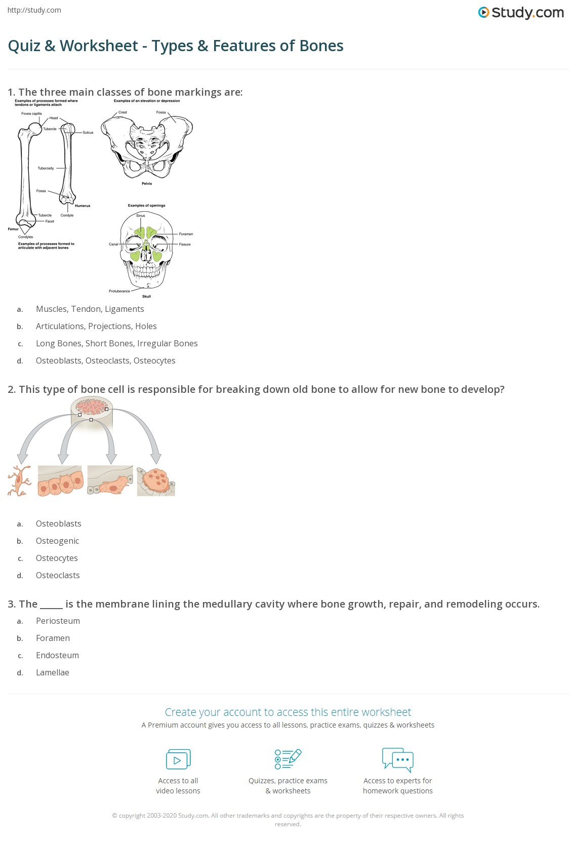 Bone Markings Worksheet - Worksheets For Kindergarten
