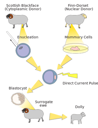 Animal Cloning | Definition, History & Uses - Lesson | Study.com