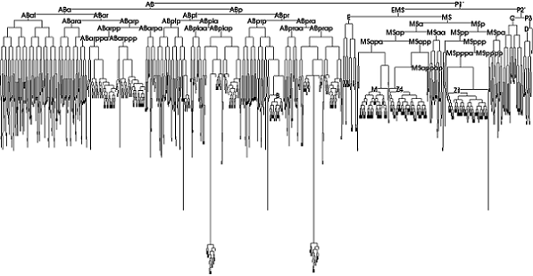 Wiring Diagram C Elegans Database