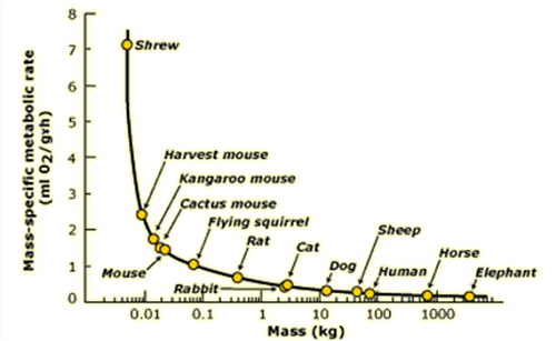 What Is Basal Metabolic Rate? Calculation & Overview Video & Lesson