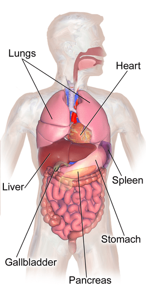 Ruptured Spleen: Complications, Treatment & Recovery Time | Study.com