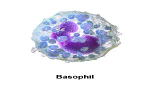 Basophils | Characteristics, Function & Structure - Lesson | Study.com