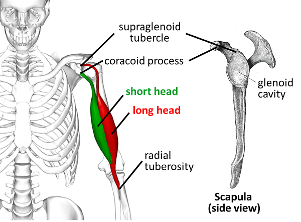SUPRAGLENOID TUBERCLE images galleries