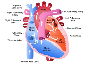 Blood Flow Through the Heart | Diagram, Order & Role - Lesson | Study.com