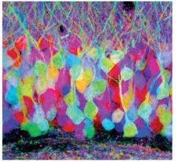 Psychology Science Fair Project Ideas | Study.com