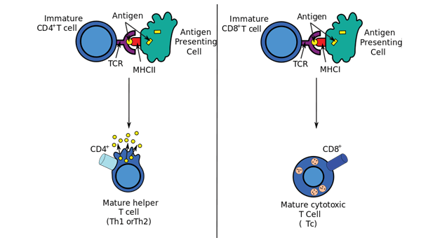 Cellmediated Immunity Definition & Response
