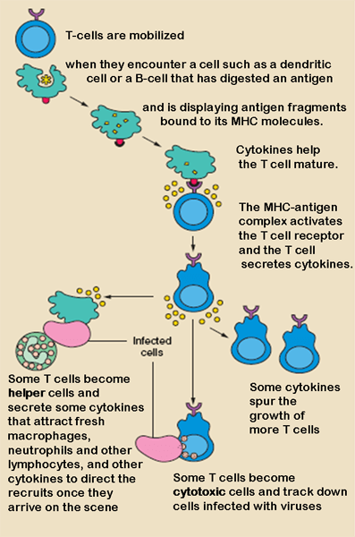 Cell-mediated Immunity: Definition & Response | Study.com