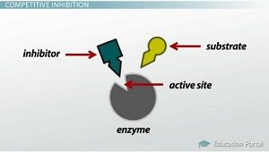 Enzymatic Reactions: Inhibitors & Activators | How Do Inhibitors Affect Enzyme Activity? - Video & Lesson Transcript | Study.com