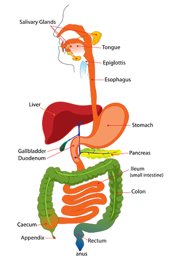 Food Into Energy: Process & Structures | How Cells Yield Energy | Study.com
