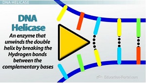 Helices In Dna Replication Function & Model | What Do Helices Do In Dna Replication? - Video & Lesson Transcript | Study.com