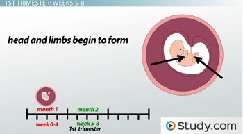 Fetal Development In The First Trimester: Stages & Timeline - Video & Lesson Transcript | Study.com