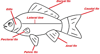 The Characteristics of Fish | Study.com