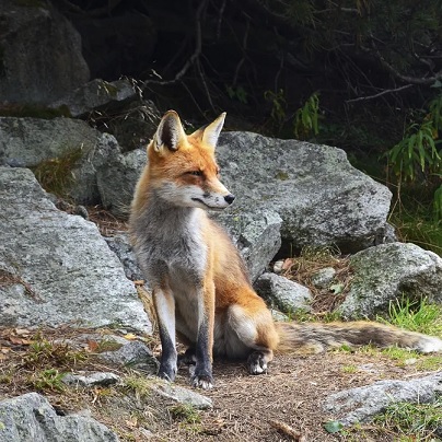 Red Fox Definition, Characteristics & Behavior | Study.com
