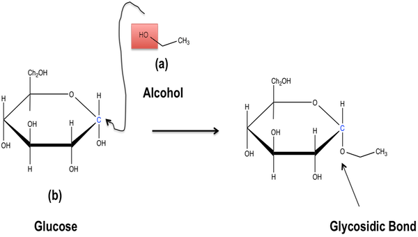 Glycosidic Linkage Definition & Overview Video & Lesson Transcript